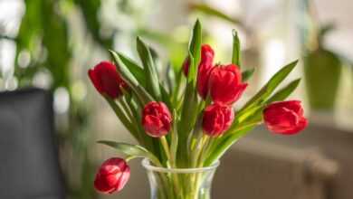 tulips, red flowers, flower vase, bouquet, home decor, tulips, flower vase, bouquet, bouquet, bouquet, home decor, home decor, home decor, home decor, home decor