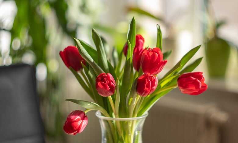 tulips, red flowers, flower vase