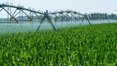 a sprinkler spraying water on a green field