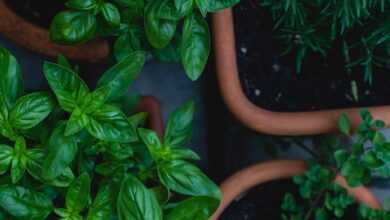 top view photo of green leafed plants in pots