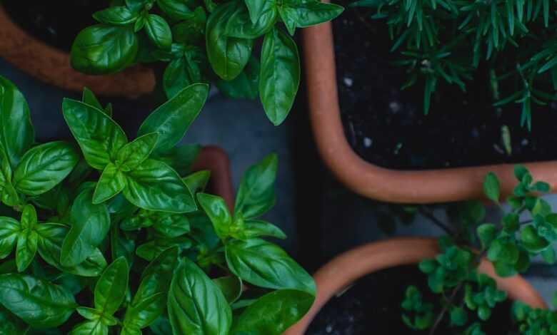 top view photo of green leafed plants in pots