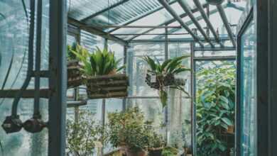 green plants in greenhouse during daytime