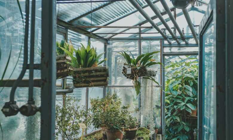 green plants in greenhouse during daytime