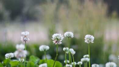 white flowers with green leaves