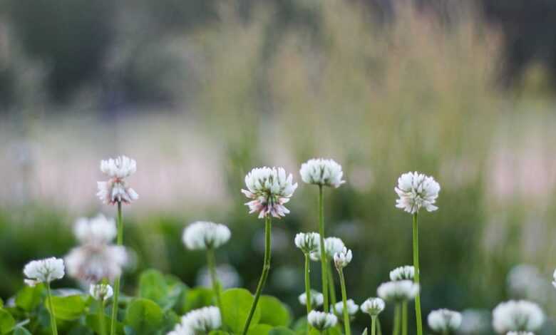 white flowers with green leaves