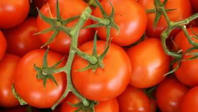 top view of tomatoes