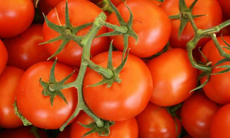 top view of tomatoes