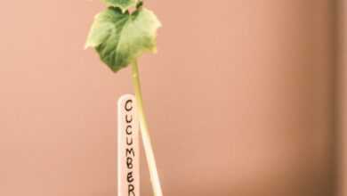 Cucumber seedling growing in pot at home