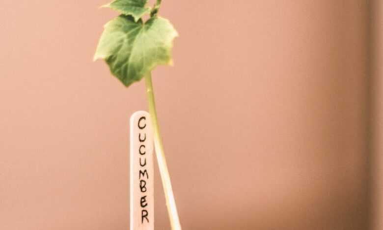 Cucumber seedling growing in pot at home