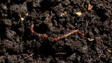 compost, earthworm, worm