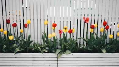 Yellow And Red Tulip Flower Plant Beside White Fence