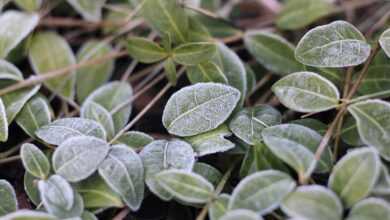 leaves, macro, frost