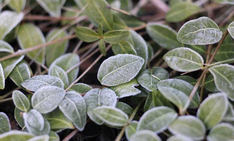 leaves, macro, frost