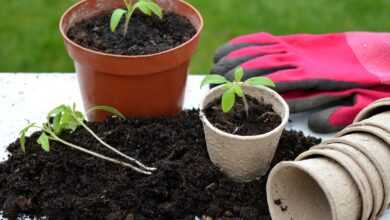 tomato plants, gardening, flower pots