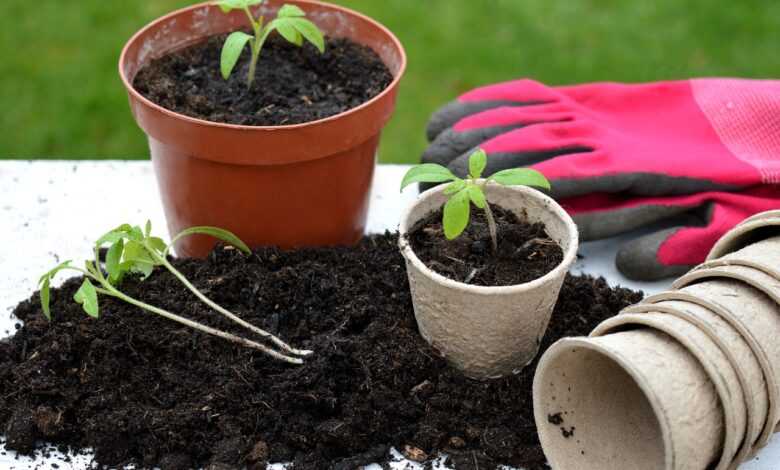 tomato plants, gardening, flower pots