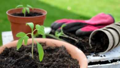 tomato plant, seedling, gardening