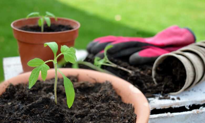 tomato plant, seedling, gardening