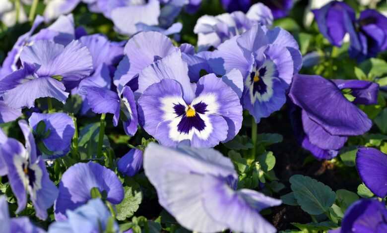 flower, pansy, violet plant