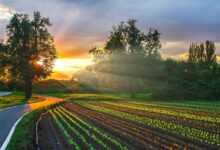 sunset, vegetable garden, farm