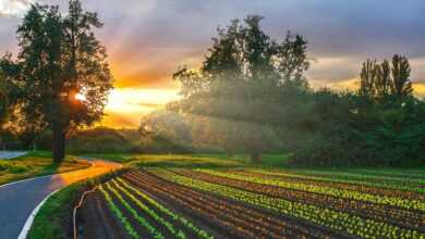 sunset, vegetable garden, farm