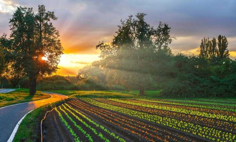 sunset, vegetable garden, farm