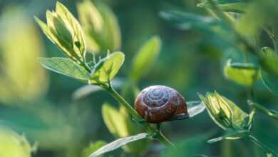 snail, plants, invasive species, pest control, nature, invasive species, pest control, pest control, pest control, pest control, pest control