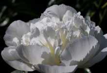 flower, flower wallpaper, peony, beautiful flowers, flower background, botany, bloom, macro, cereal, growth, nature, dew drops, droplets, garden, plants, flora, flourished, blooming, white flower, white peony, the descent of the holy spirit, plant, blossomed, drops of water