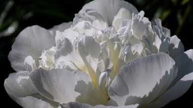 flower, flower wallpaper, peony, beautiful flowers, flower background, botany, bloom, macro, cereal, growth, nature, dew drops, droplets, garden, plants, flora, flourished, blooming, white flower, white peony, the descent of the holy spirit, plant, blossomed, drops of water