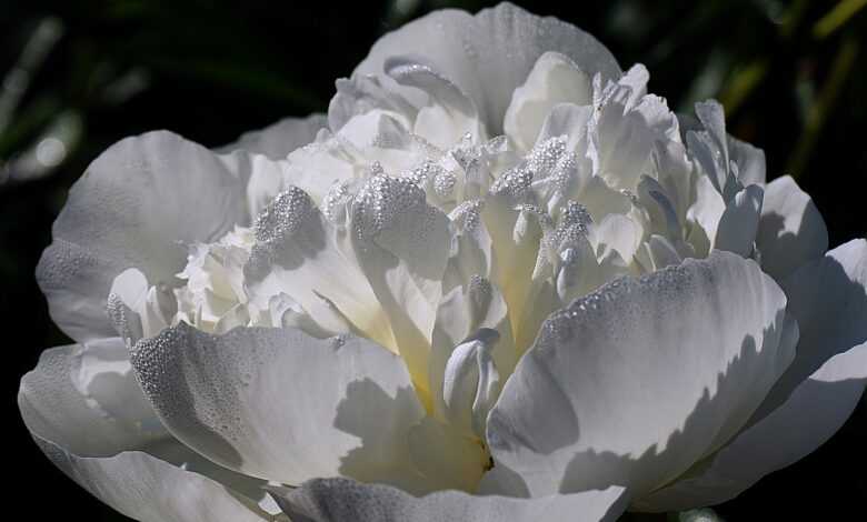 flower, flower wallpaper, peony, beautiful flowers, flower background, botany, bloom, macro, cereal, growth, nature, dew drops, droplets, garden, plants, flora, flourished, blooming, white flower, white peony, the descent of the holy spirit, plant, blossomed, drops of water