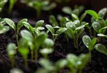 seedlings, soil, spring flowers, bloom, blooming flower, garden background, green aesthetic, green city, urban gardening, nature, water drop, nature background, nature green, water, green background, garden flowers, spring background, sustainability, sustainable, earth day
