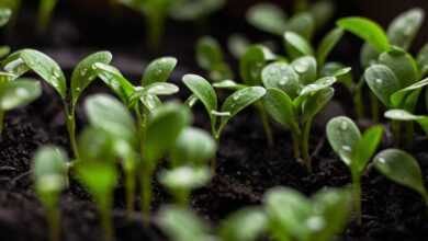 seedlings, soil, spring flowers, bloom, blooming flower, garden background, green aesthetic, green city, urban gardening, nature, water drop, nature background, nature green, water, green background, garden flowers, spring background, sustainability, sustainable, earth day