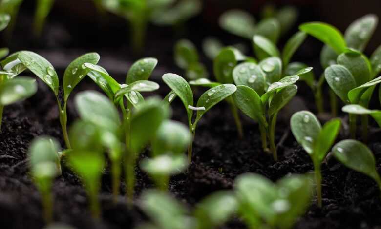 seedlings, soil, spring flowers, bloom, blooming flower, garden background, green aesthetic, green city, urban gardening, nature, water drop, nature background, nature green, water, green background, garden flowers, spring background, sustainability, sustainable, earth day
