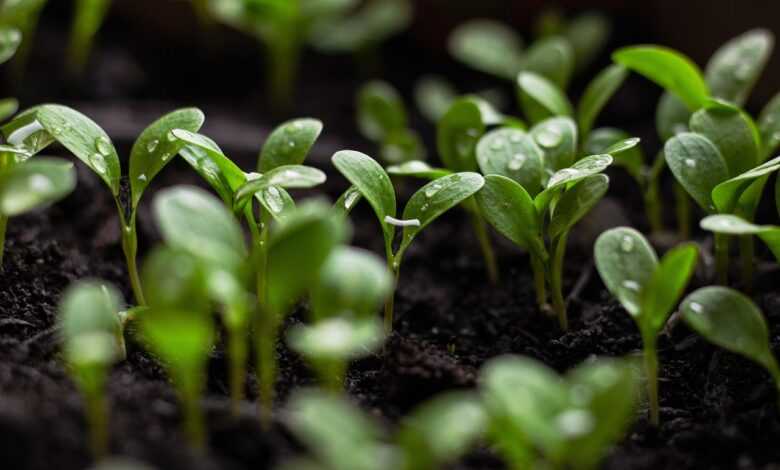 seedlings, soil, nature