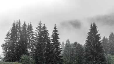 trees, fir trees, fog