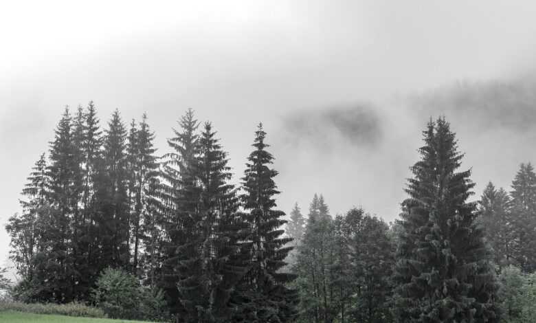 trees, fir trees, fog