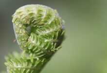 fern, fern fronds, unfold, fern tip, unroll, green, growth, nature, macro, grow, plant, fern, fern, fern, fern, growth, growth, growth, growth, growth, grow, grow, grow