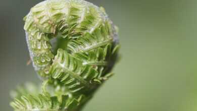 fern, fern fronds, unfold, fern tip, unroll, green, growth, nature, macro, grow, plant, fern, fern, fern, fern, growth, growth, growth, growth, growth, grow, grow, grow