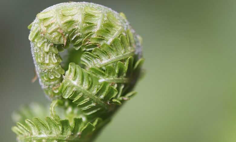 fern, fern fronds, unfold, fern tip, unroll, green, growth, nature, macro, grow, plant, fern, fern, fern, fern, growth, growth, growth, growth, growth, grow, grow, grow