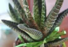 plant, succulent, green, harmony, light, nature