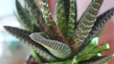 plant, succulent, green, harmony, light, nature