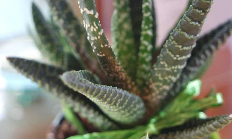 plant, succulent, green, harmony, light, nature