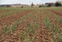 onion, seedling, field, agriculture, soil, fertile, plants, countryside, plantation, nature, cultivation, fluffy