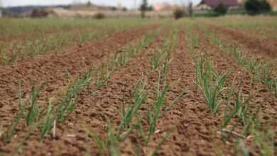 onion, seedling, field, agriculture, soil, fertile, plants, countryside, plantation, nature, cultivation, fluffy