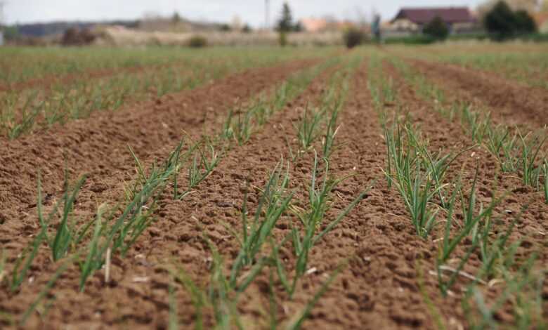 onion, seedling, field, agriculture, soil, fertile, plants, countryside, plantation, nature, cultivation, fluffy