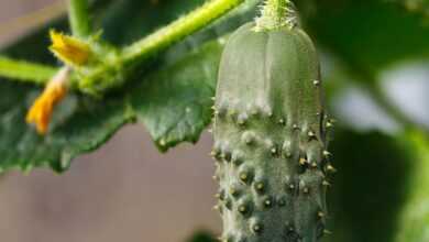 agriculture, cucumber, farm