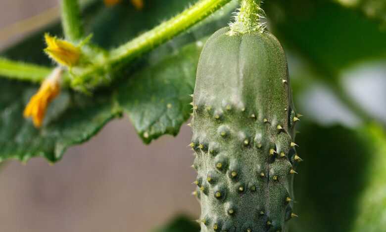 agriculture, cucumber, farm