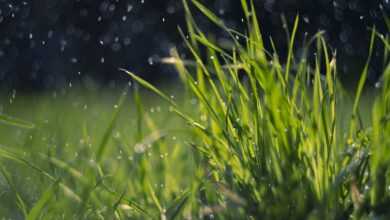 spring, grass, rain