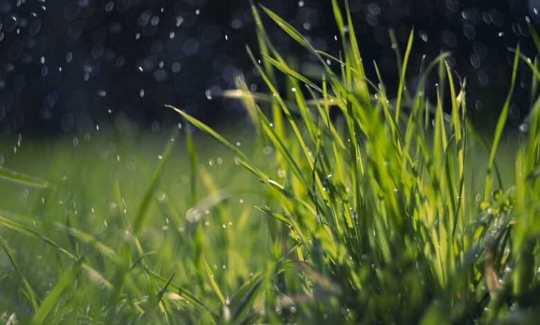 spring, grass, rain