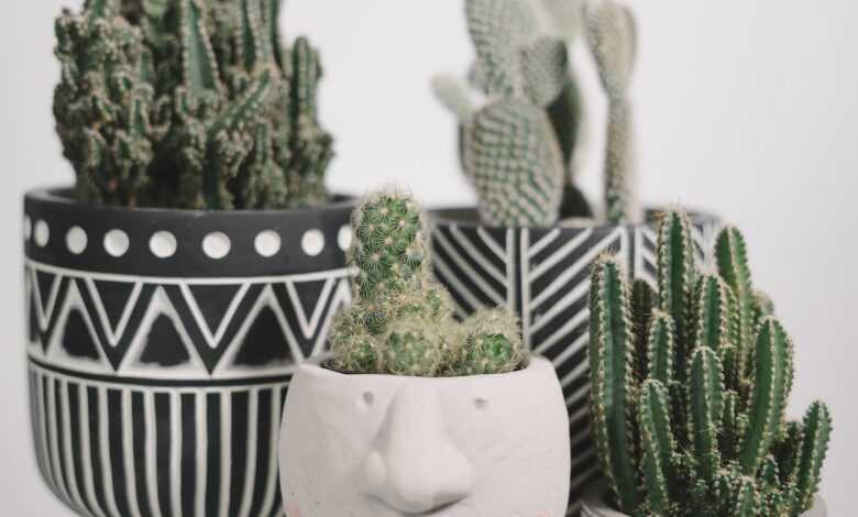 Close-Up Shot of Potted Cactus Plants