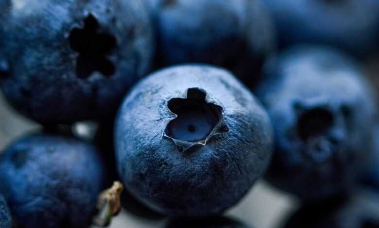 blueberries, berry, blueberry, healthy, blue, vitamins, fresh, fruit, organic, blueberries, blueberries, blueberry, blueberry, blueberry, blueberry, blueberry, fruit